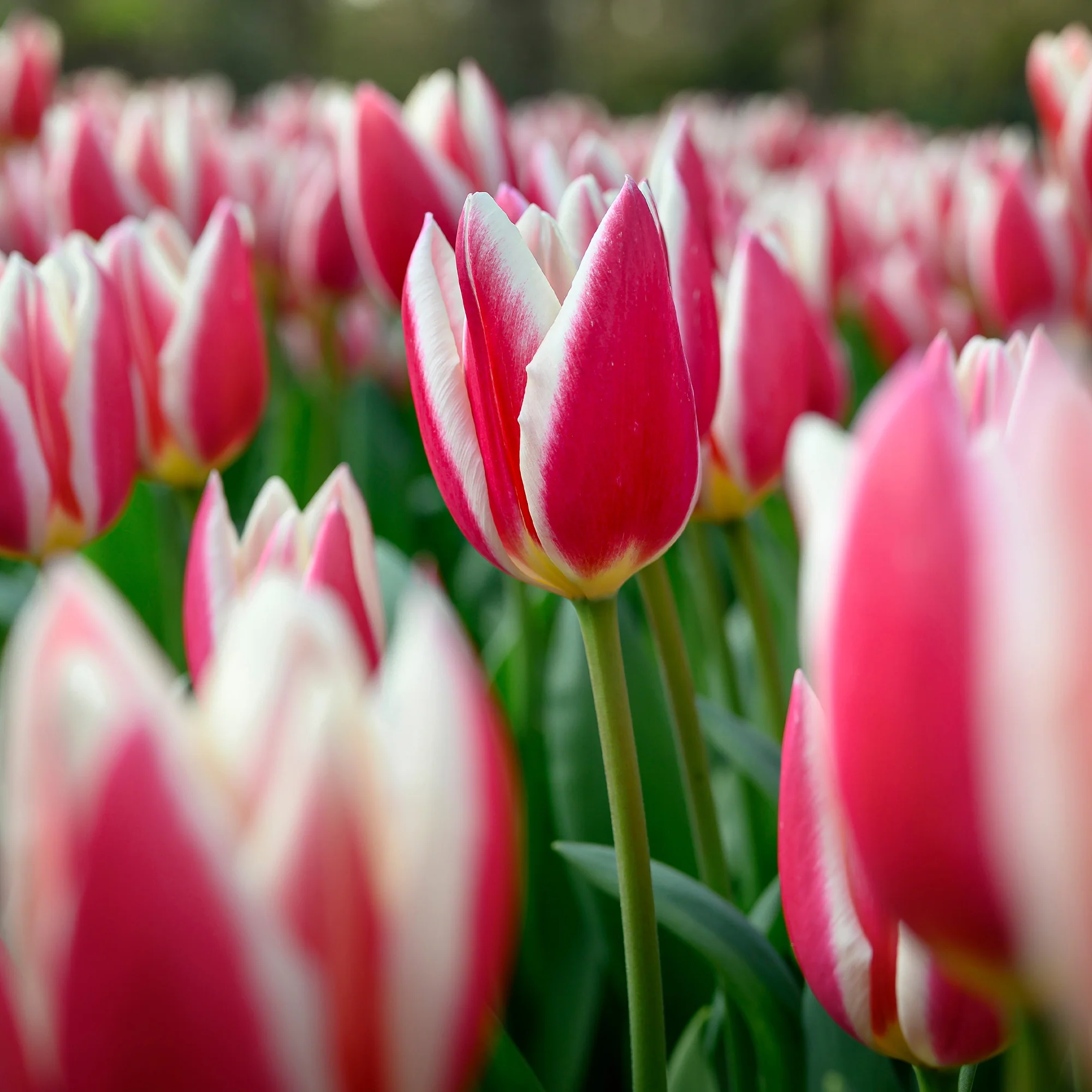Neuheiten Blumenzwiebeln