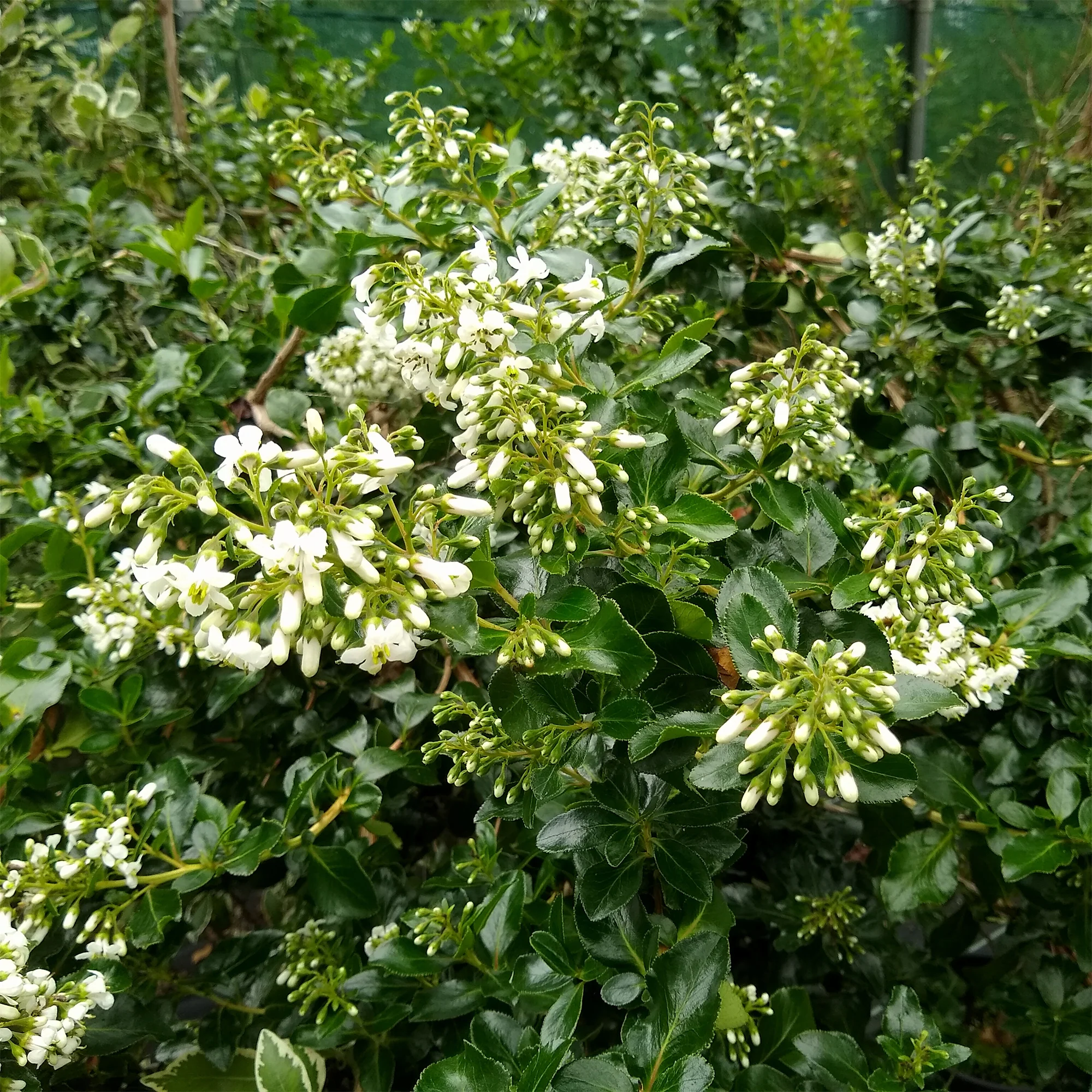 Vorschaubild 2
