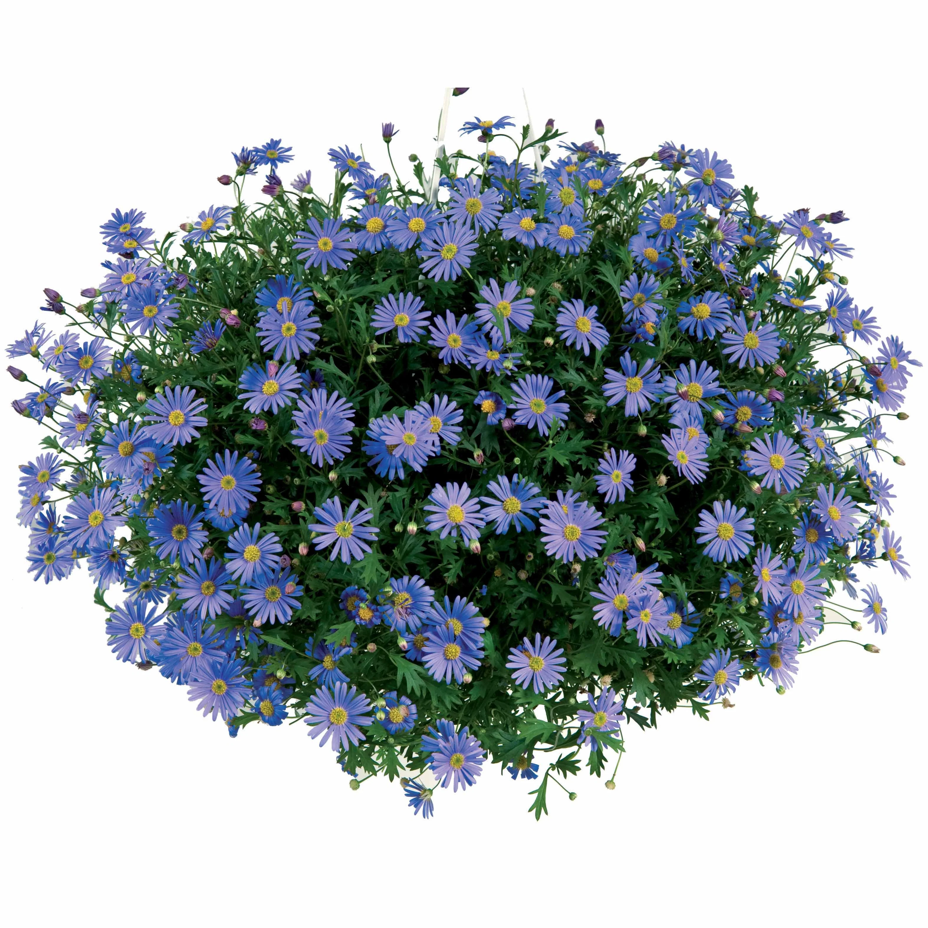 Brachyscome blau - Image 4