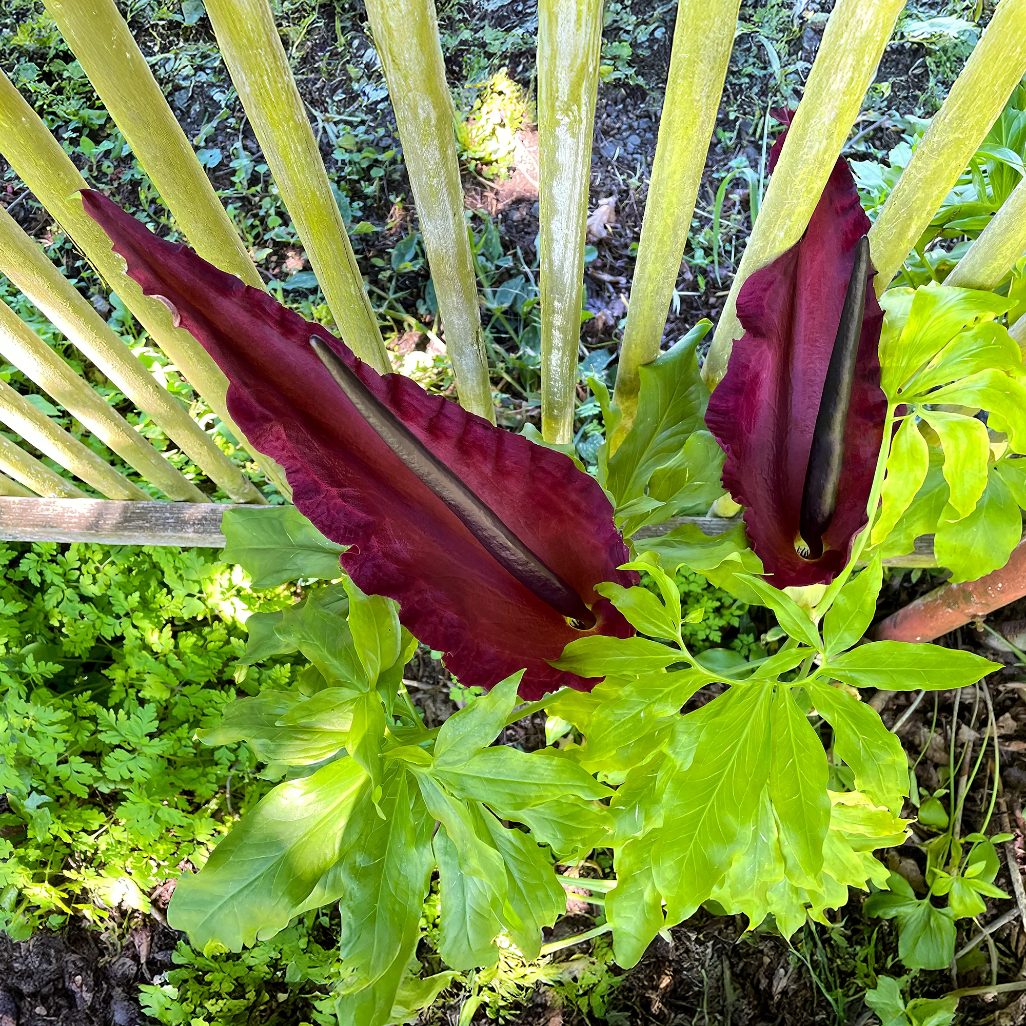 Vorschaubild 2