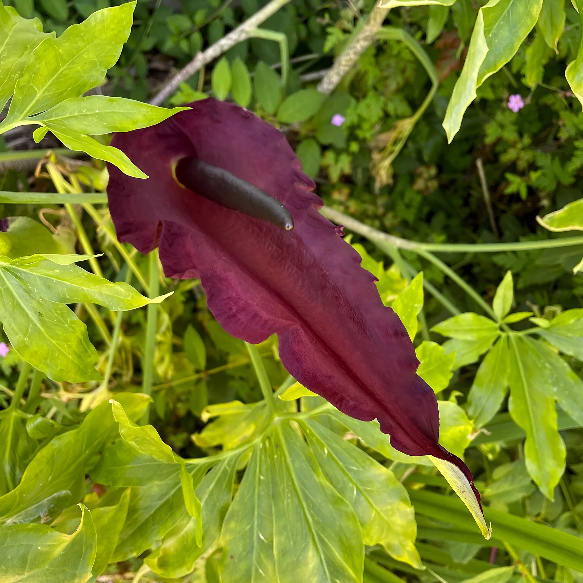 Gemeine Drachenwurz - Image 3