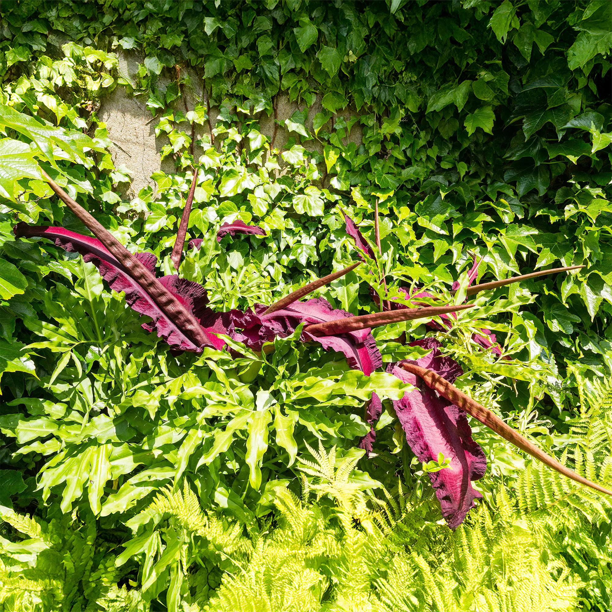 Gemeine Drachenwurz - Image 4