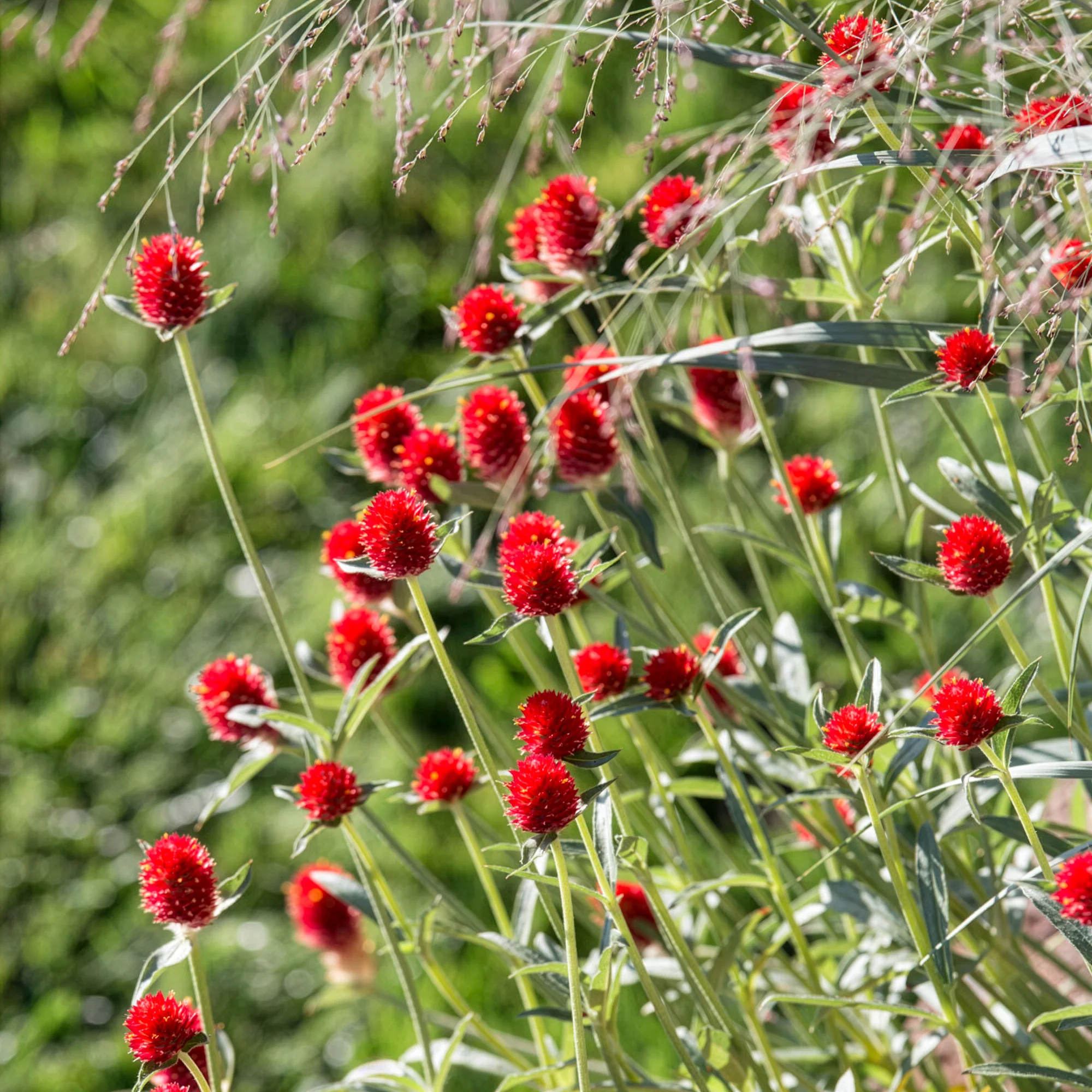 Kugelamarant Strawberry Fields - Image 3