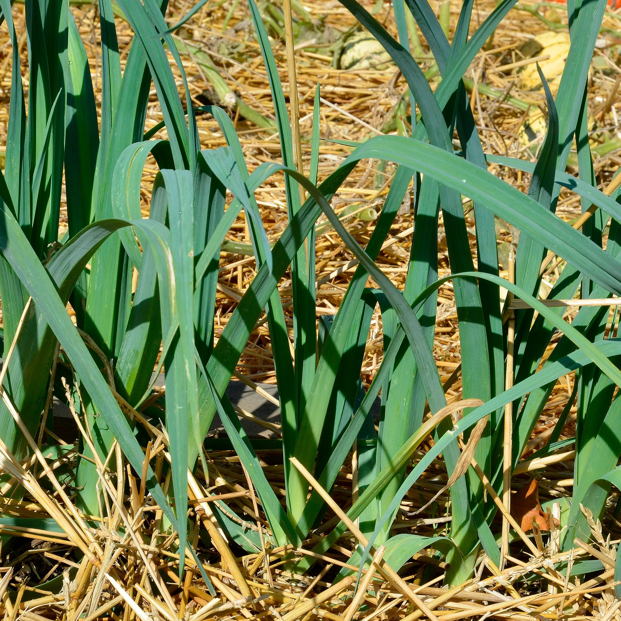 Vorschaubild 1