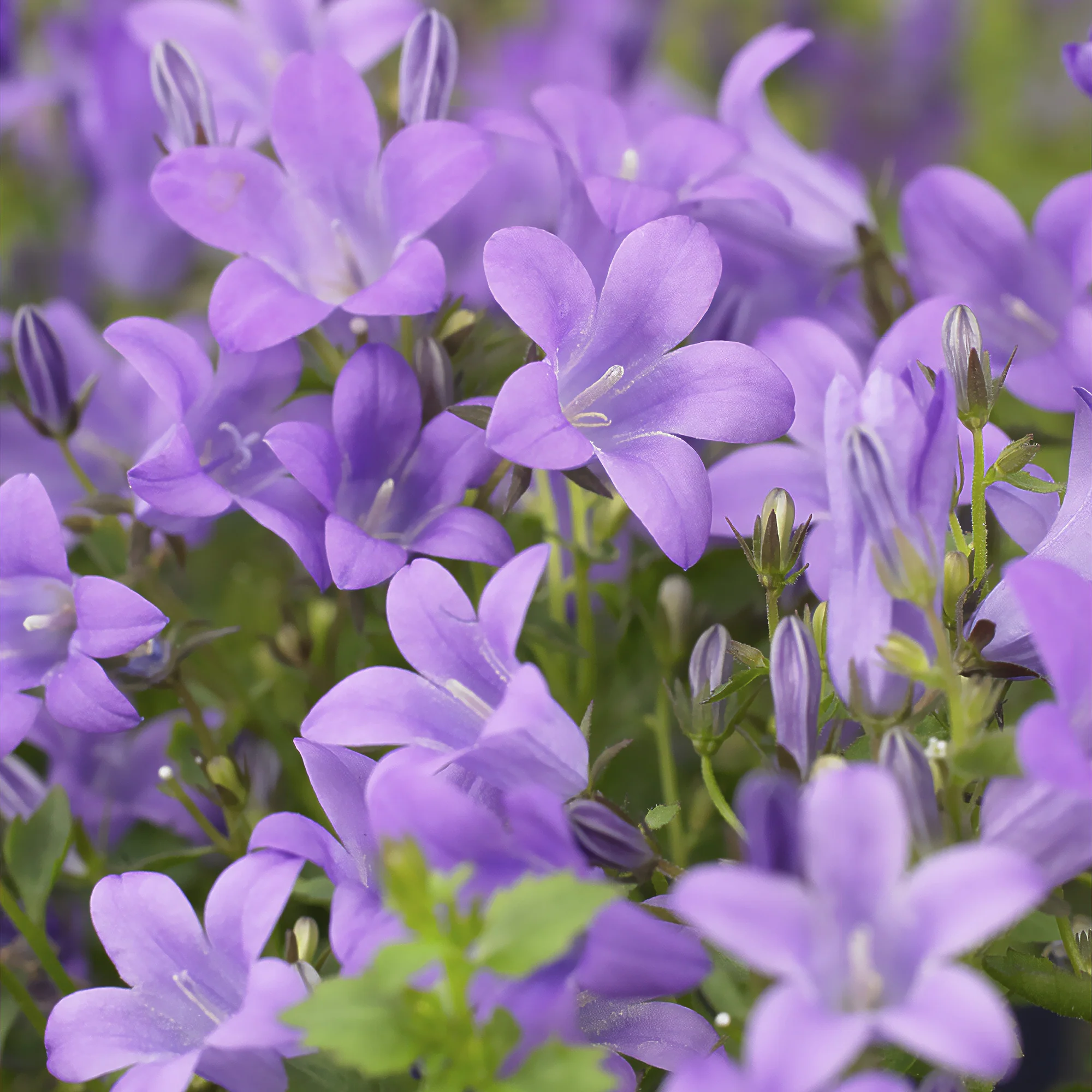 Mauer-Glockenblume - Image 3