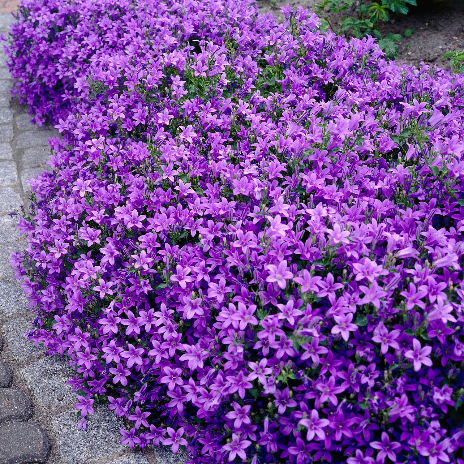 Mauer-Glockenblume - Image 4