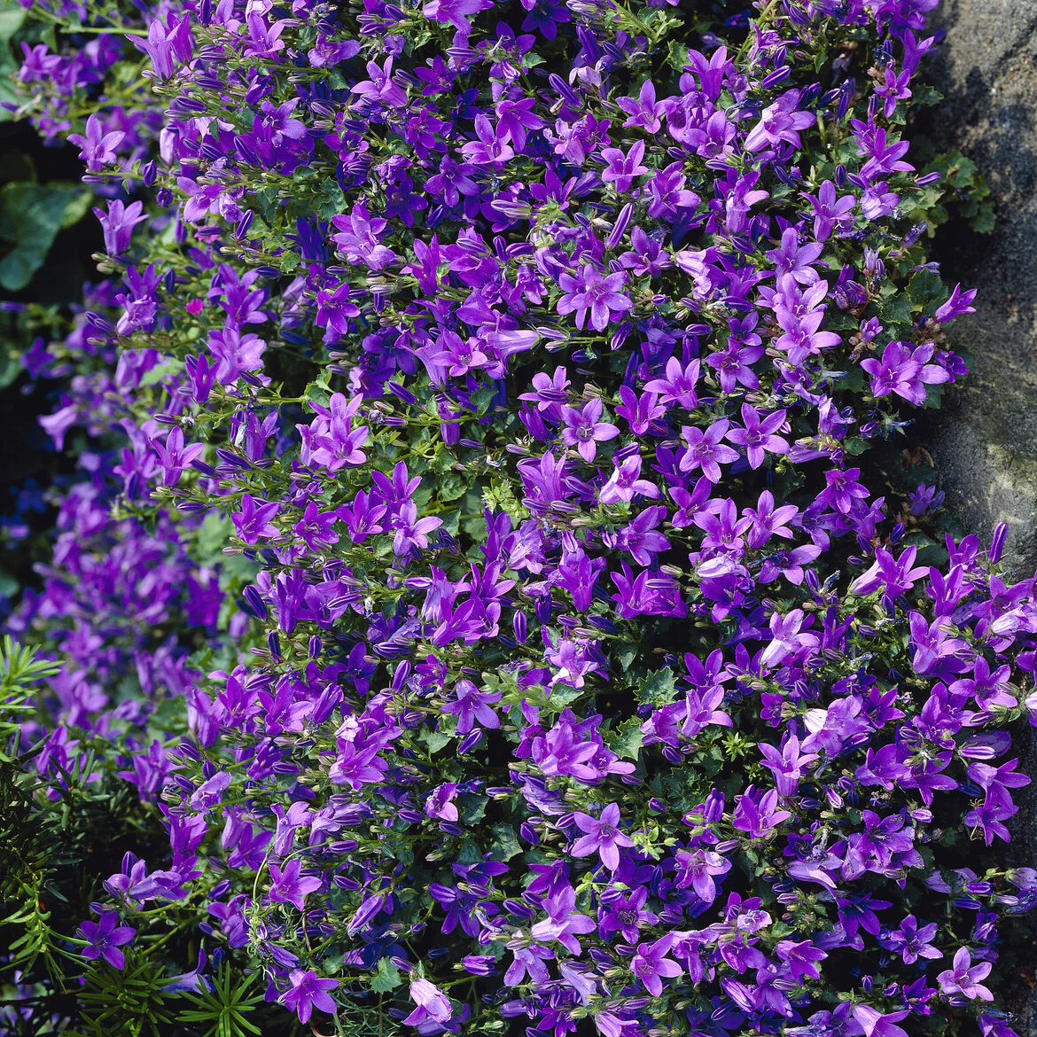 Mauer-Glockenblume - Image 5