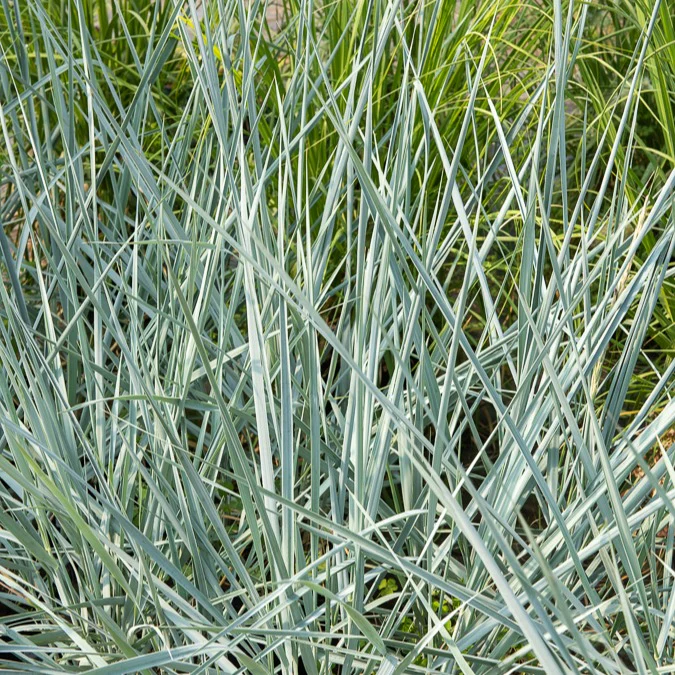 Meerroggen Blue Dune - Image 3