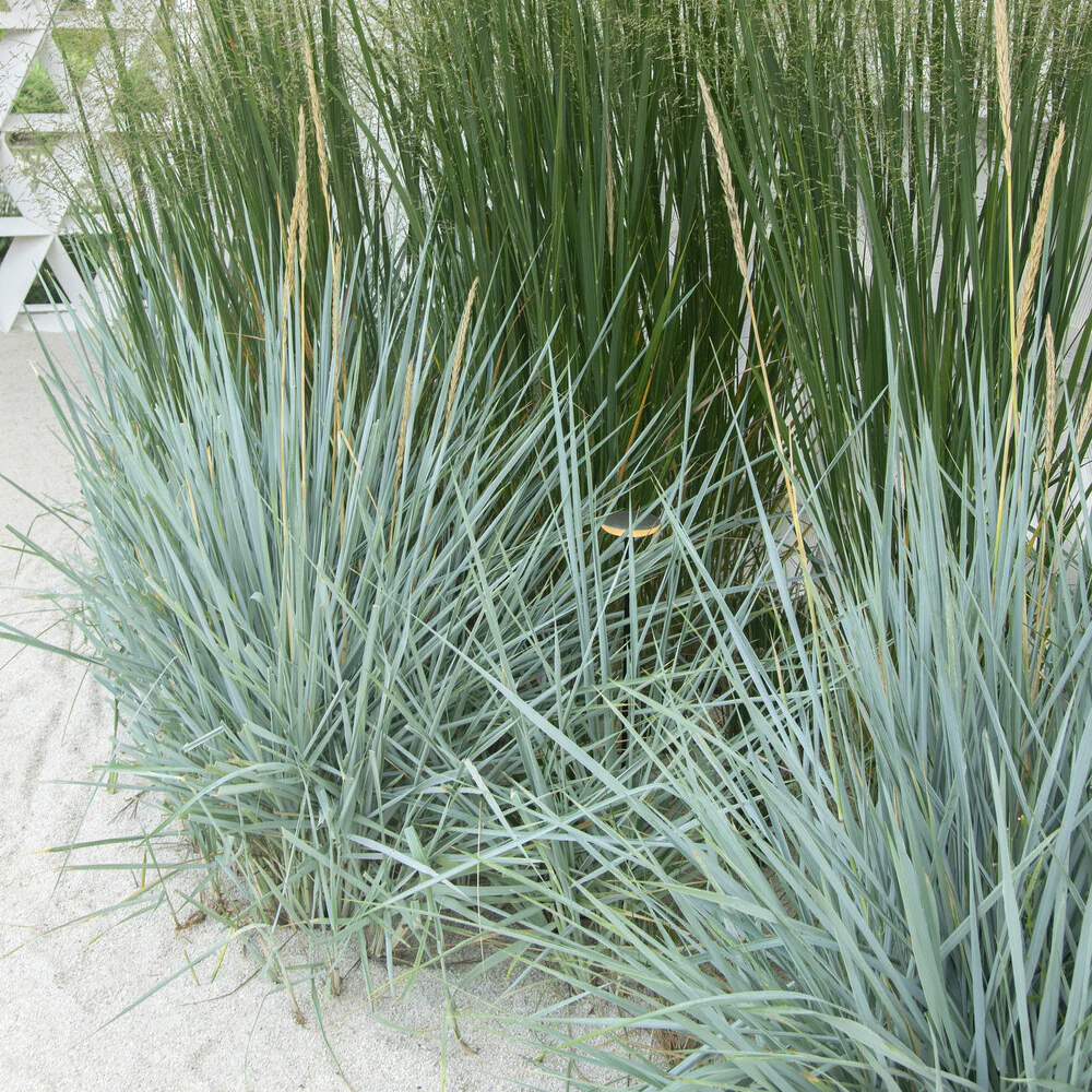 Meerroggen Blue Dune - Image 4