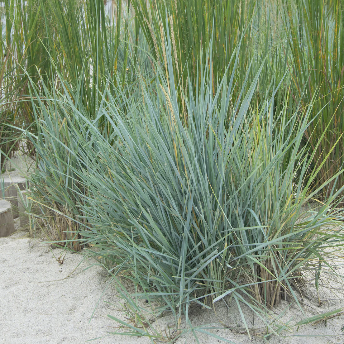 Meerroggen Blue Dune - Image 5