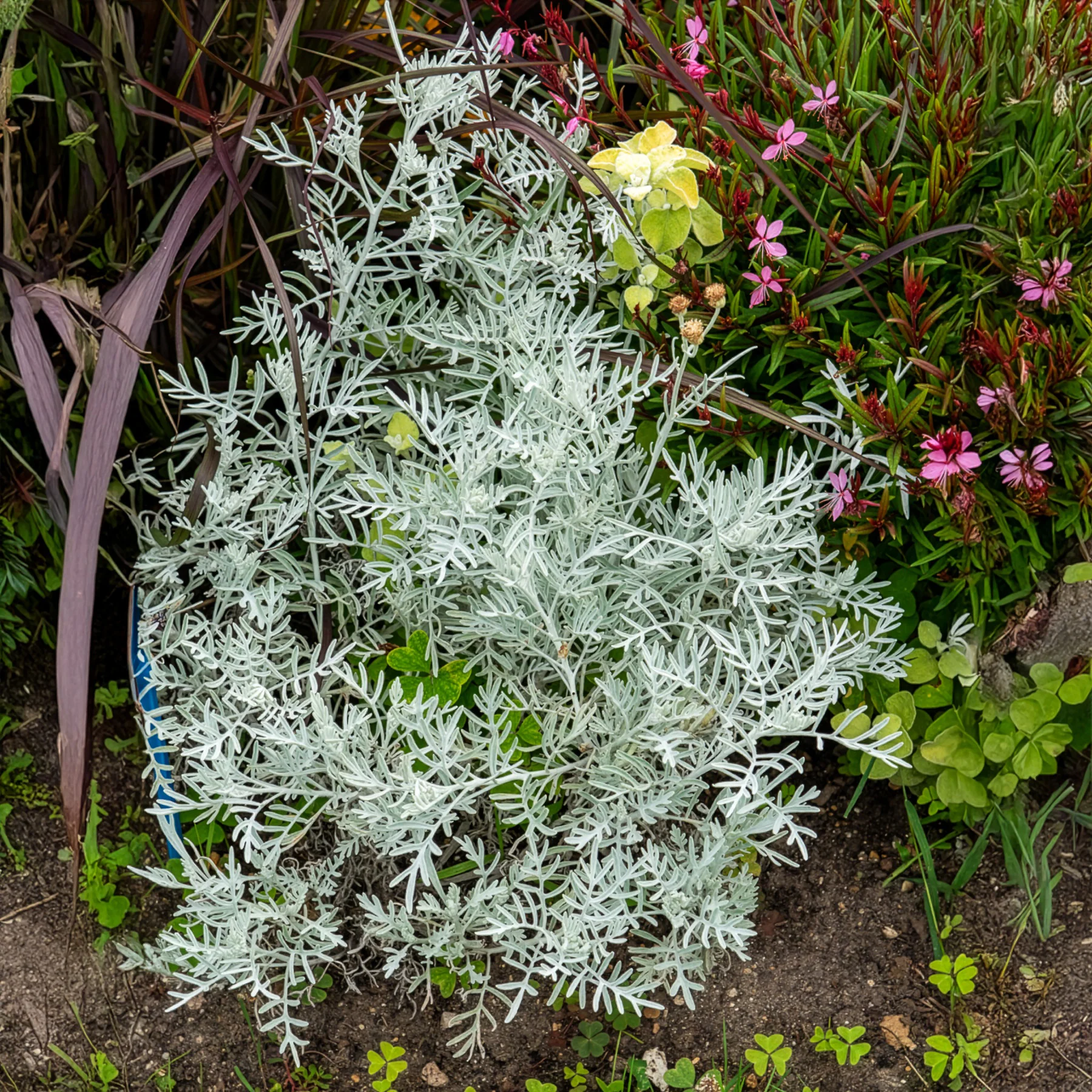 Pelziges Greiskraut - Image 3