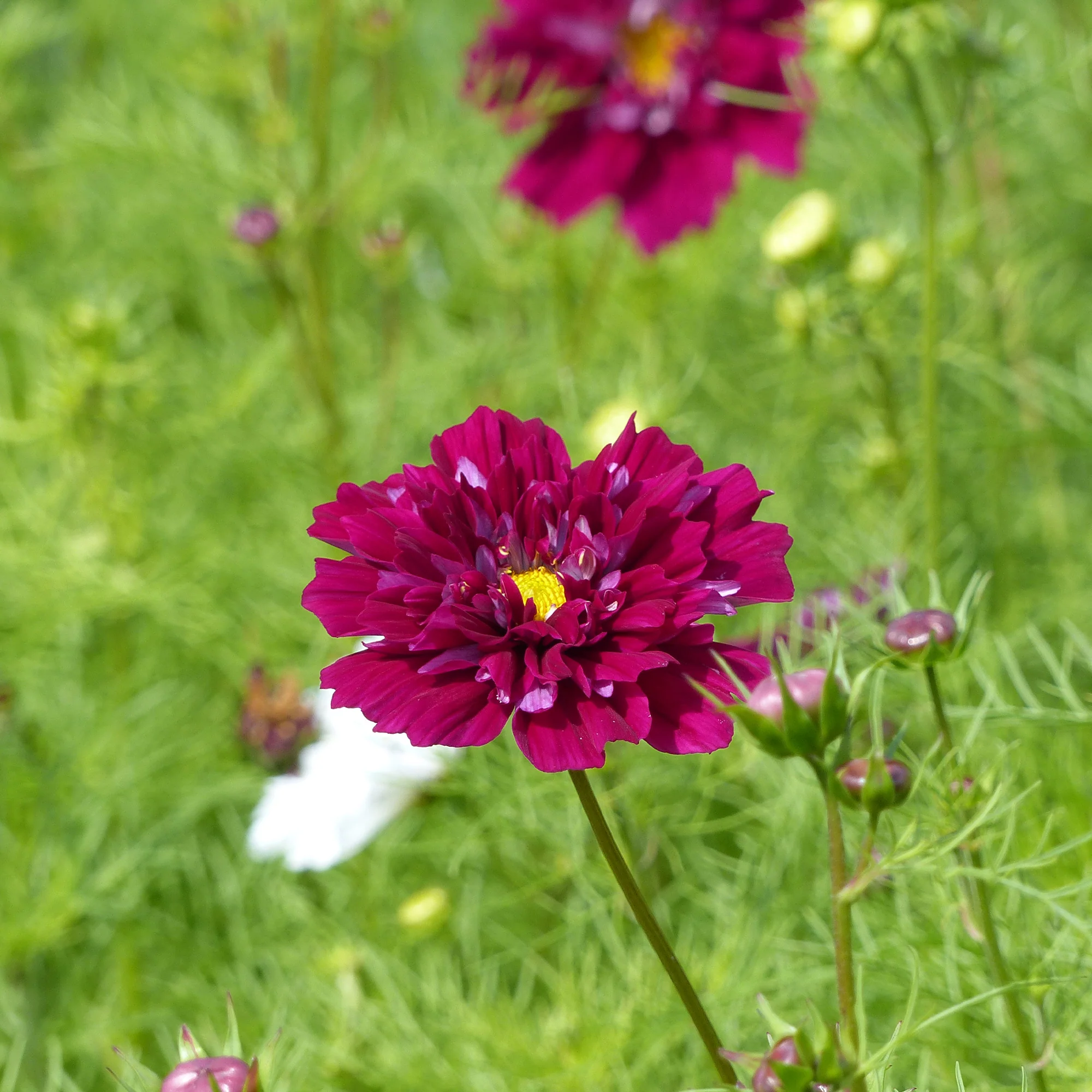 Neuheiten aus dem Gemüsegarten
